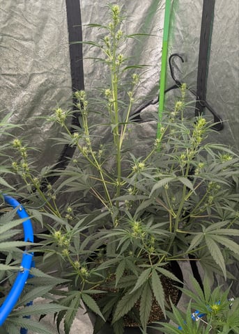 Mixed Grow — grow_setup, day 48