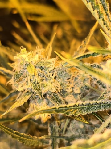 Autos AGAIN — flower, day 70