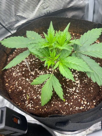 sticking to basics second grow — vegetative, day 14