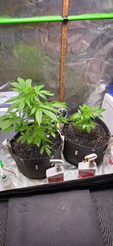 Let's just leave these right here! — vegetative, day 44
