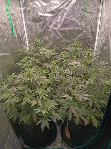 Gurilla Glue #4 × Samsquatch autos — flower, day 37