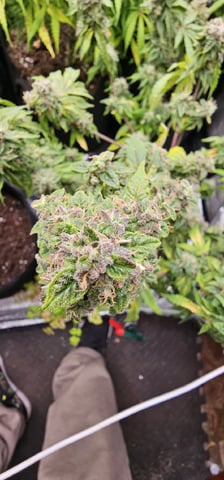 skywalker haze — grow_setup, day 104