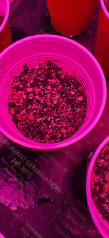 basement grow — seedling_rooting, day 1