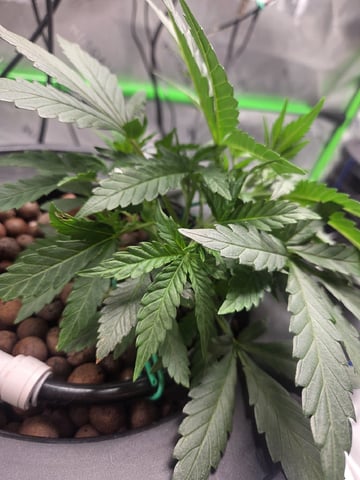 Northern Lights / Banana Kush — vegetative, day 17