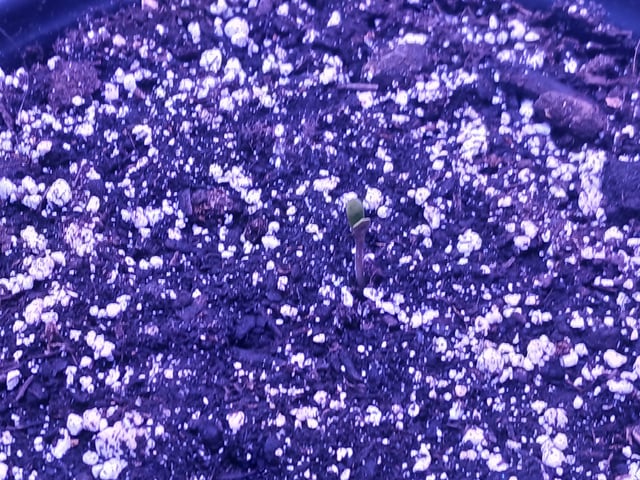 CountryG  — seedling_rooting, day 7