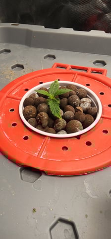 El Chemi Kiwi autoflower  — seedling_rooting, day 1