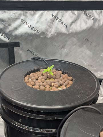 Acapulco Gold  — vegetative, day 24