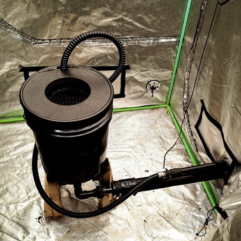 Blackberry Kush — seedling_rooting, day 1