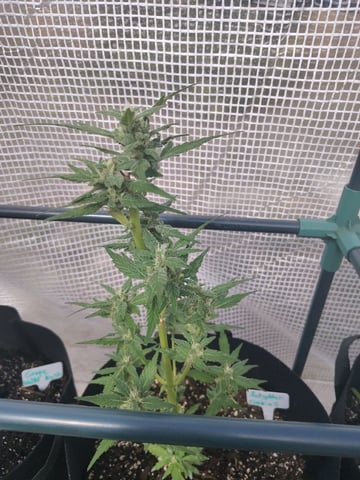greenhouse grow  — flower, day 4