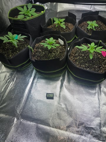 2nd Autoflower Indoor Grow — vegetative, day 16