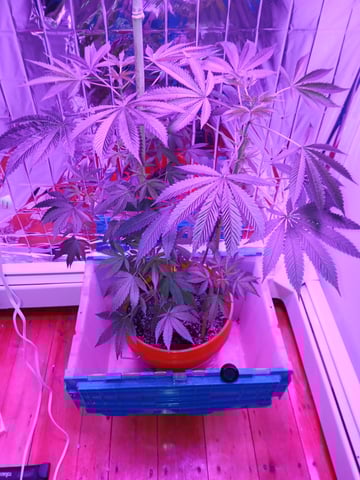 triangle kush  — flower, day 47