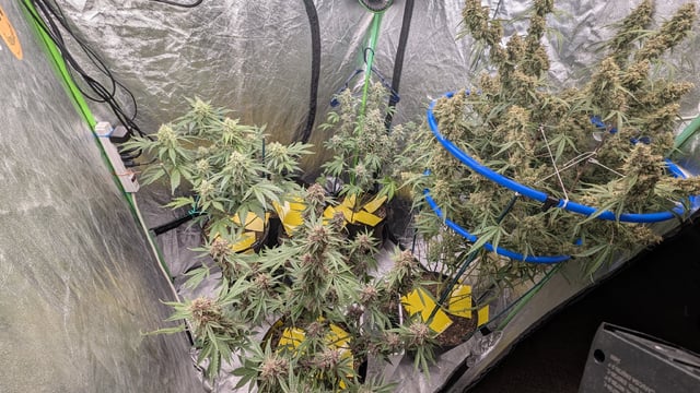 Mixed Grow — flower, day 105