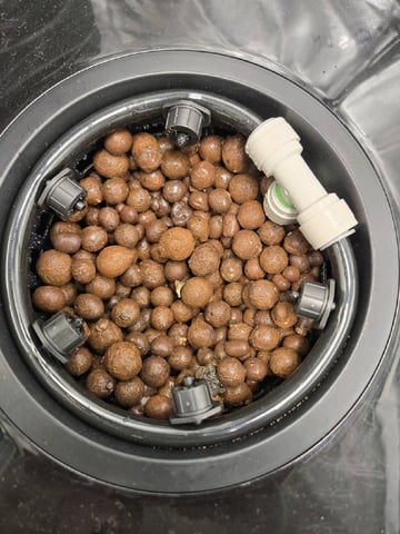 STELLA — seedling_rooting, day 8