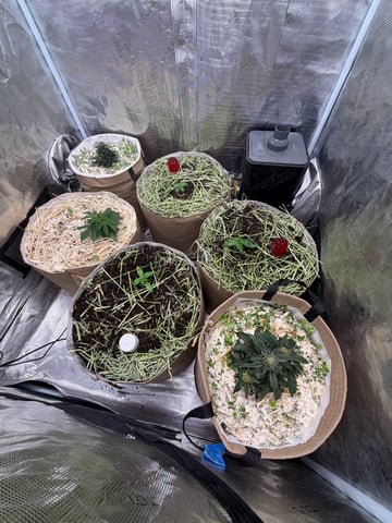 1.75 — vegetative, day 18