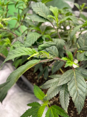 Clones Fat Bastard Clones  — vegetative, day 47