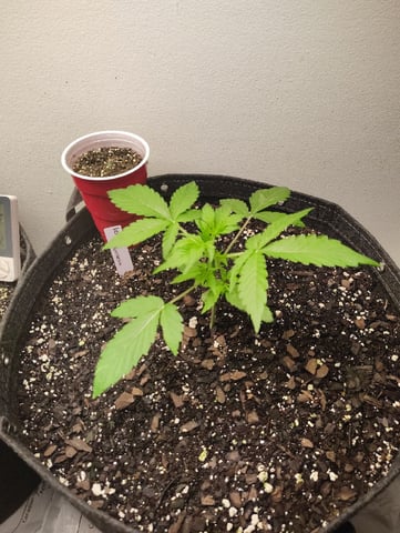 Beans For Days run — vegetative, day 21