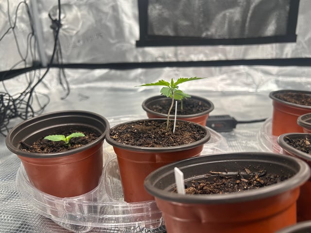 2025-26 harvest INDOOR — seedling_rooting, day 43