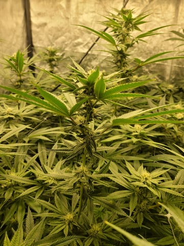 #3 — flower, day 52