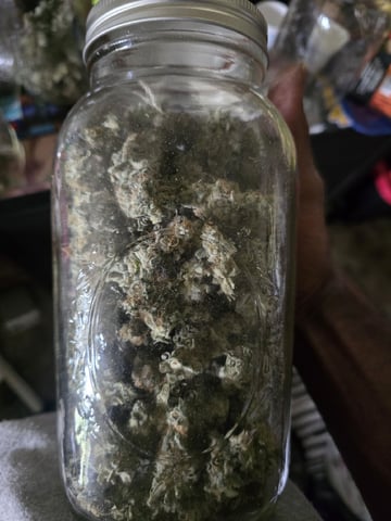Oceanz 16 — harvest, day 175