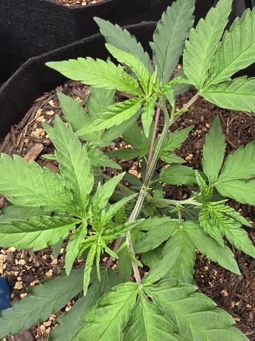 new start — vegetative, day 46