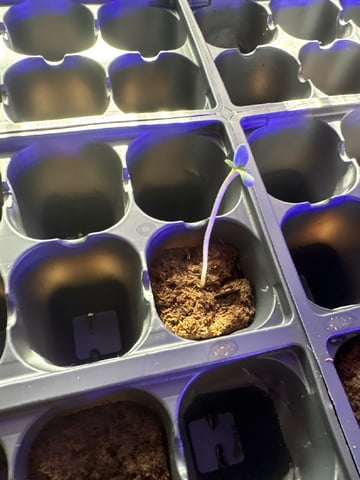 christmas25  — germination, day 1