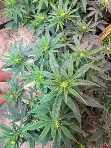 Gelly Mama and Sugar Tree — flower, day 90