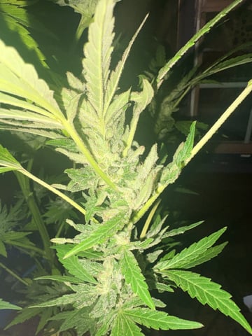 mixing it up — flower, day 106