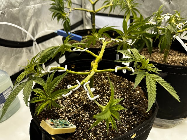 XJ-13 x Pennywise — vegetative, day 25