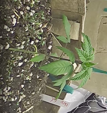 new tent — germination, day 32