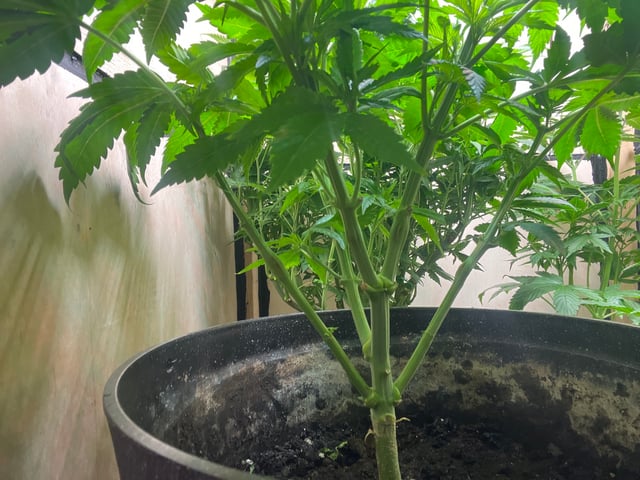 Cherry Pie  — vegetative, day 17