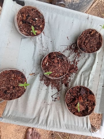 My First Grow — seedling_rooting, day 5