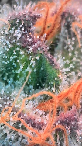Oceanz 16 — flower, day 152