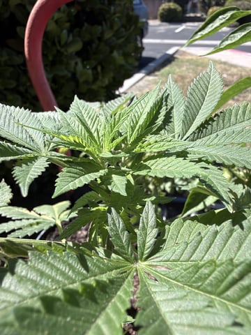 Sour Glue — flower, day 15