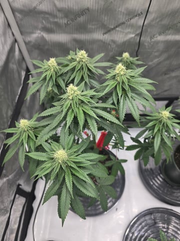Homegrown - 🍒 🥧 & GSC Auto, 🚀 Seeds 🍌 Buttercups  — flower, day 54