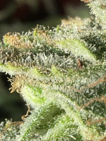 Indoor & Outdoor Grow 6 — flower, day 68