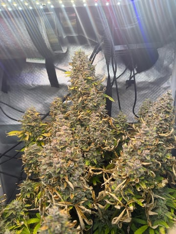 Green Crack — flower, day 29