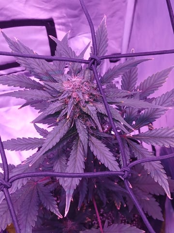 CountryG  — seedling_rooting, day 56