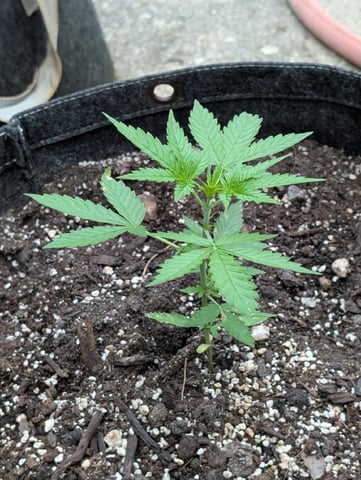 Gorilla Cookies Auto — seedling_rooting, day 21