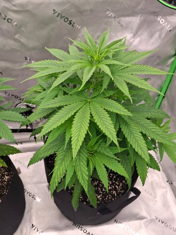 Do Si Dos -Cookies — vegetative, day 50