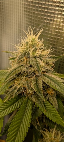 1st grow continued  — flower, day 22