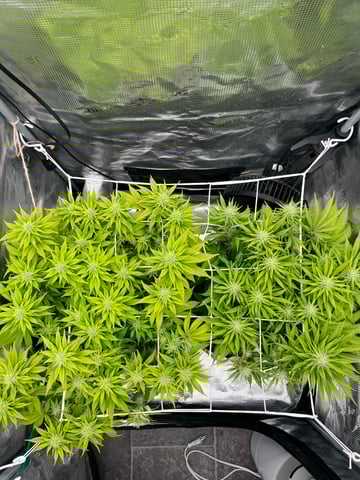 Gorilla Zkittlez & RS #11 — flower, day 71