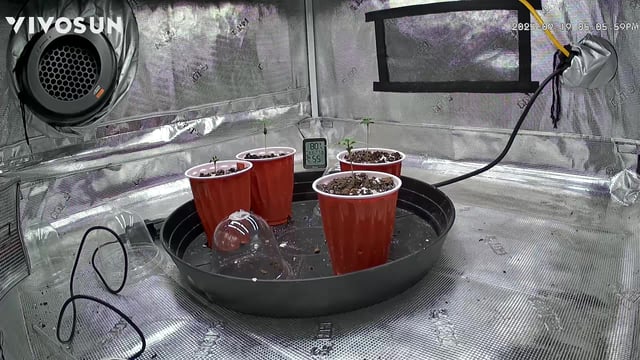 2nd go  — vegetative, day 13