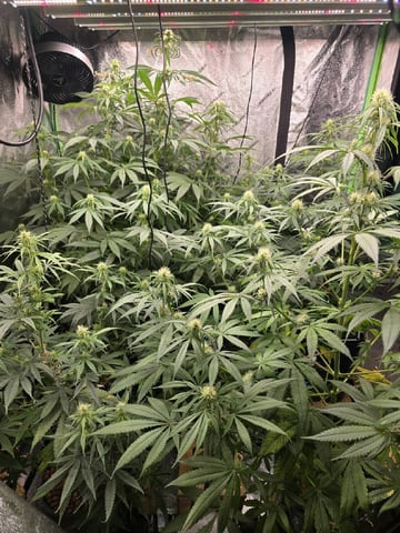 Growing — flower, day 90