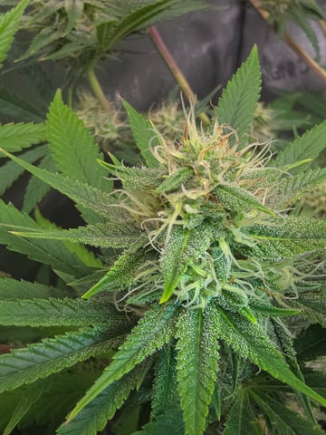 Purple Haze  — harvest, day 88