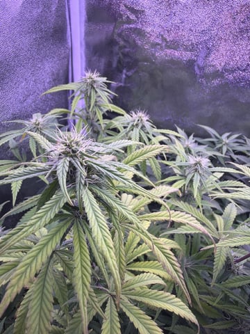 Cookies Haze — vegetative, day 100