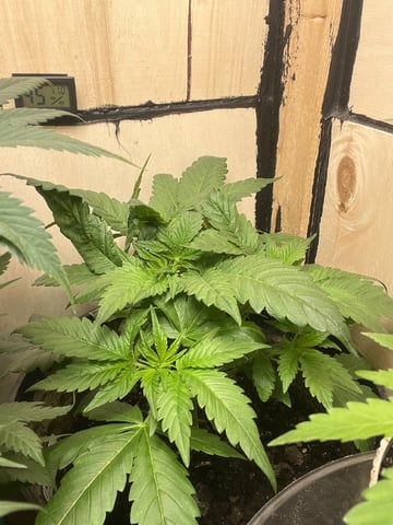 Cherry Pie  — vegetative, day 7