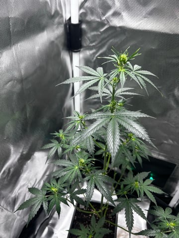 goatlato MT — auto, day 59