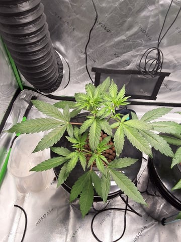 STELLA — vegetative, day 52