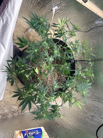 Gelly Mama and Sugar Tree — flower, day 184