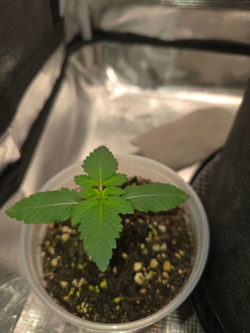 Northern lights #10 2nd plant (Selkies) — vegetative, day 11